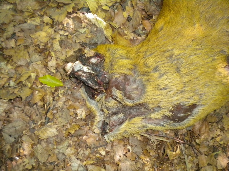 Nel parco dei Monti della Laga